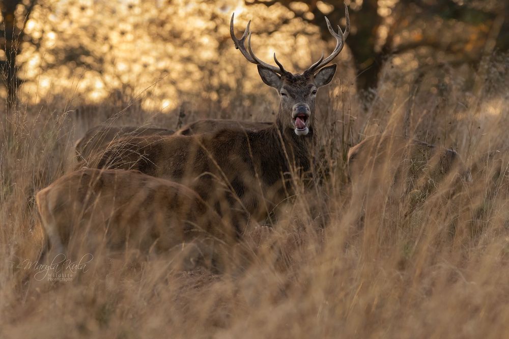 Red Deer in Sunset
