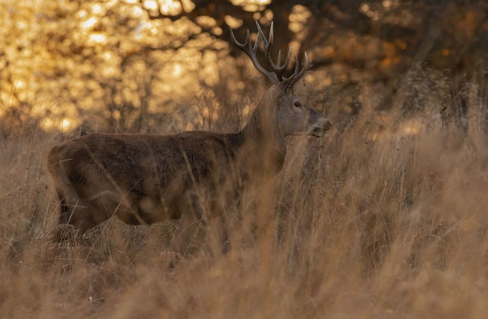 Red Deer in Sunset