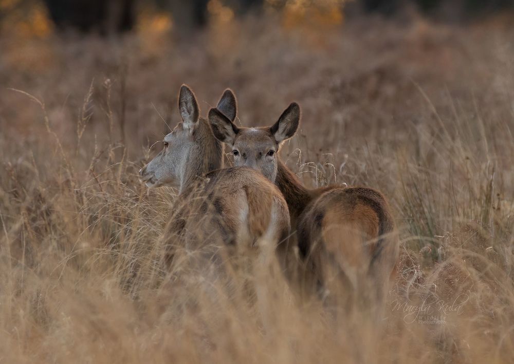 Red Deer