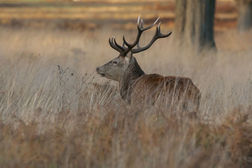 Red Deer in Sunset