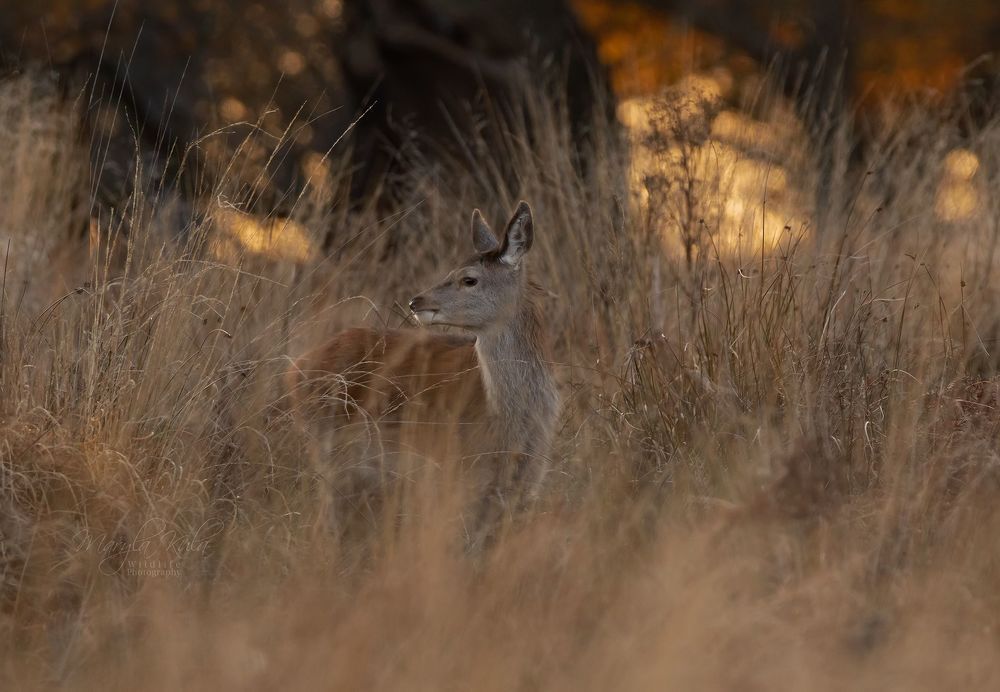 Red Deer in Sunset