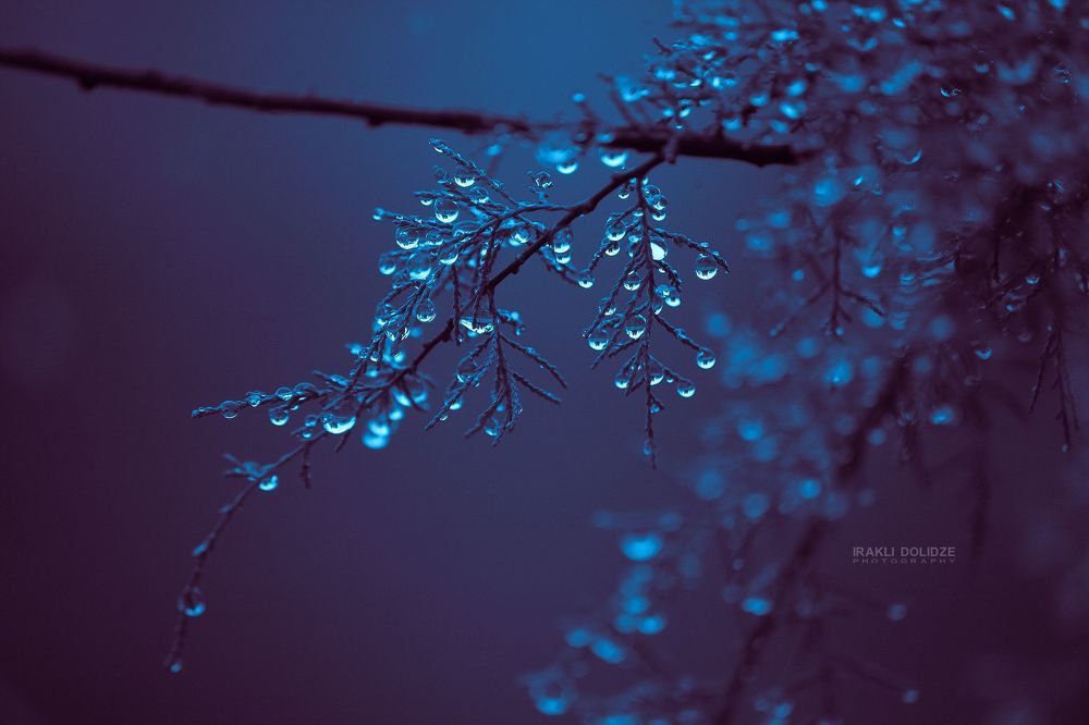 Raindrops