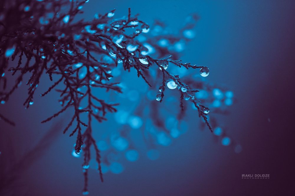 Raindrops