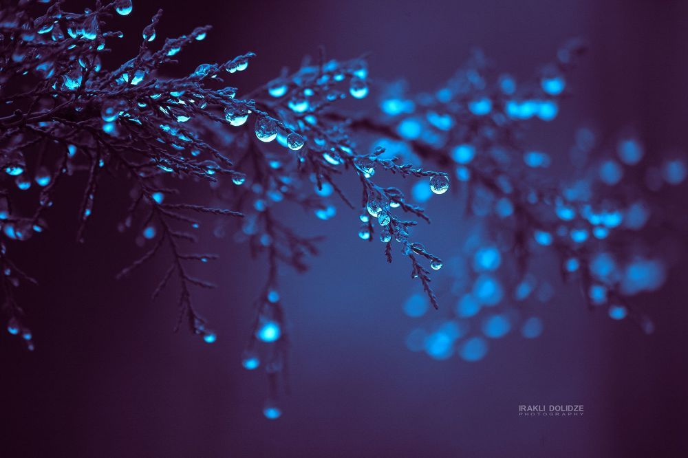 Raindrops