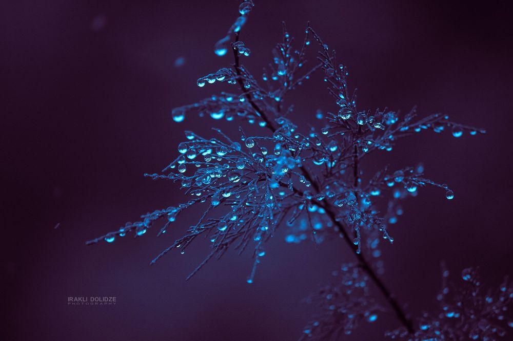 Raindrops