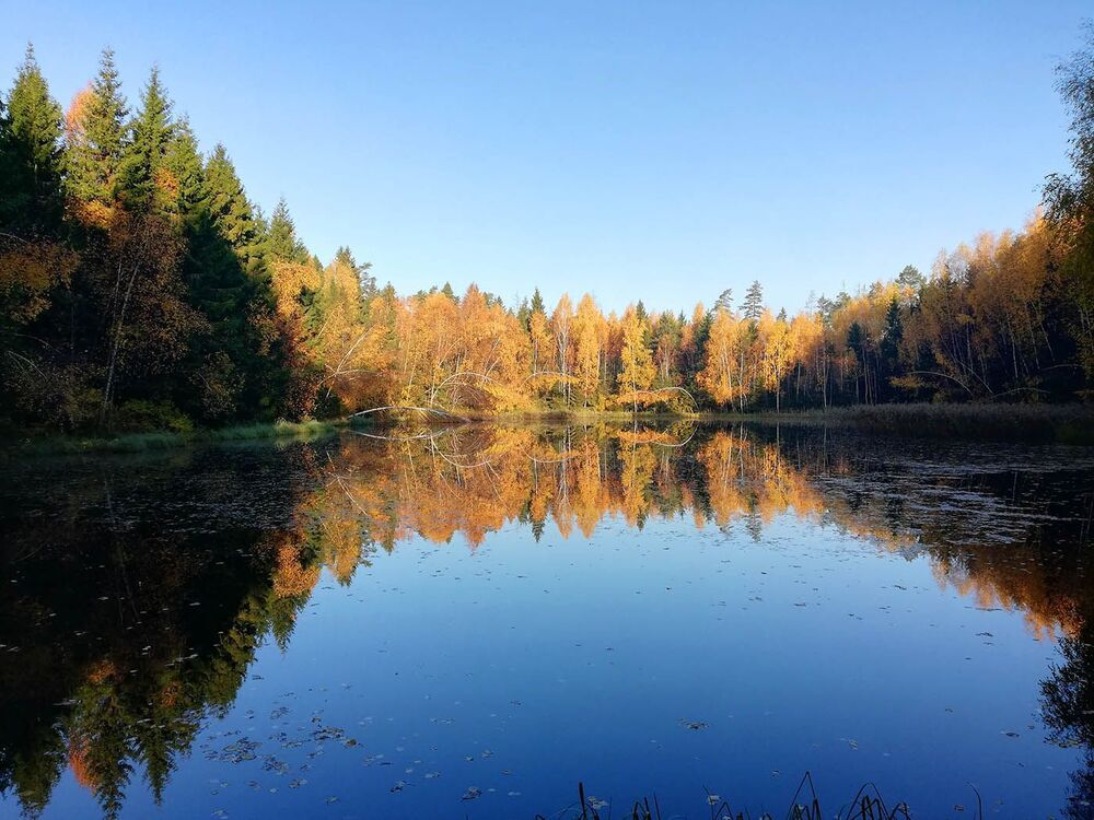 Лесное озеро