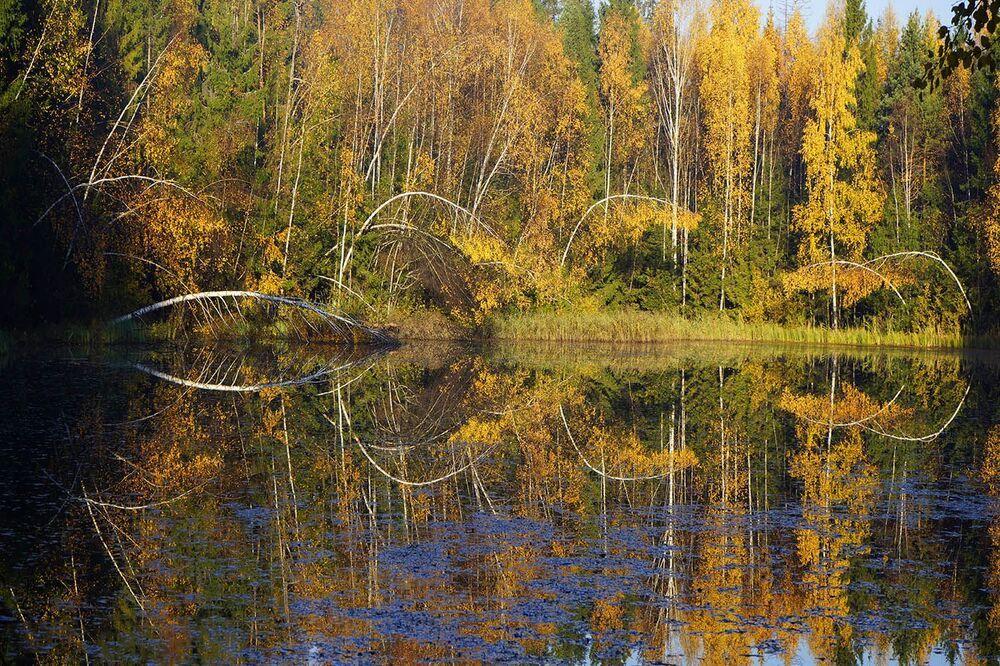 Возникновение орнамента