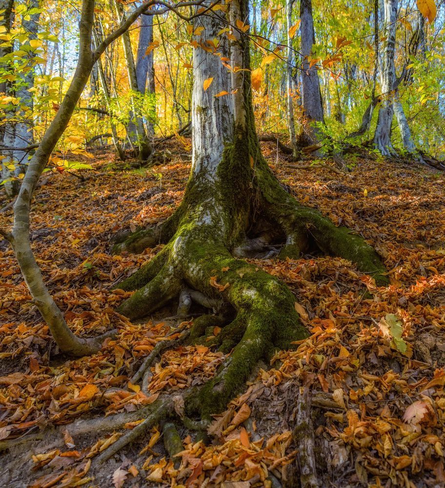 Встреча с лесными стражами.