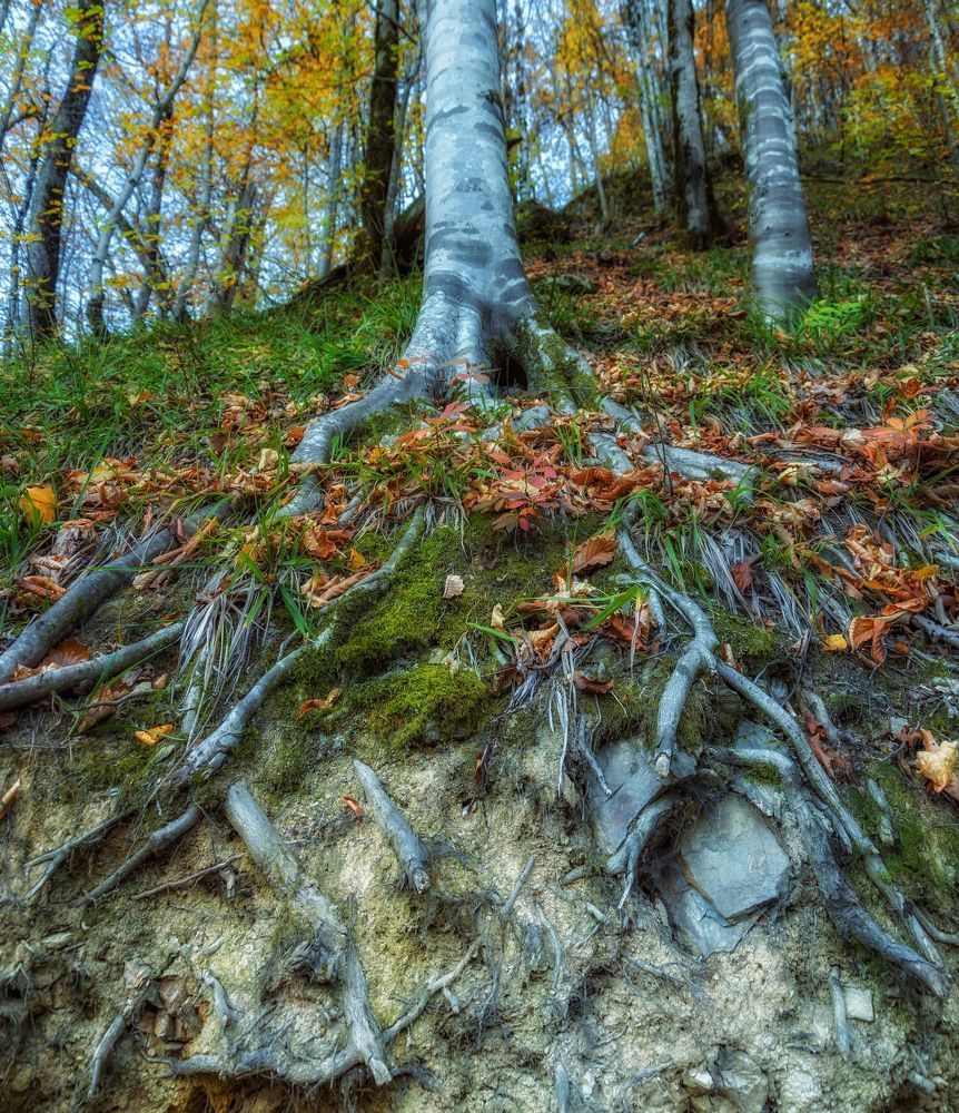 Встреча с лесными стражами.