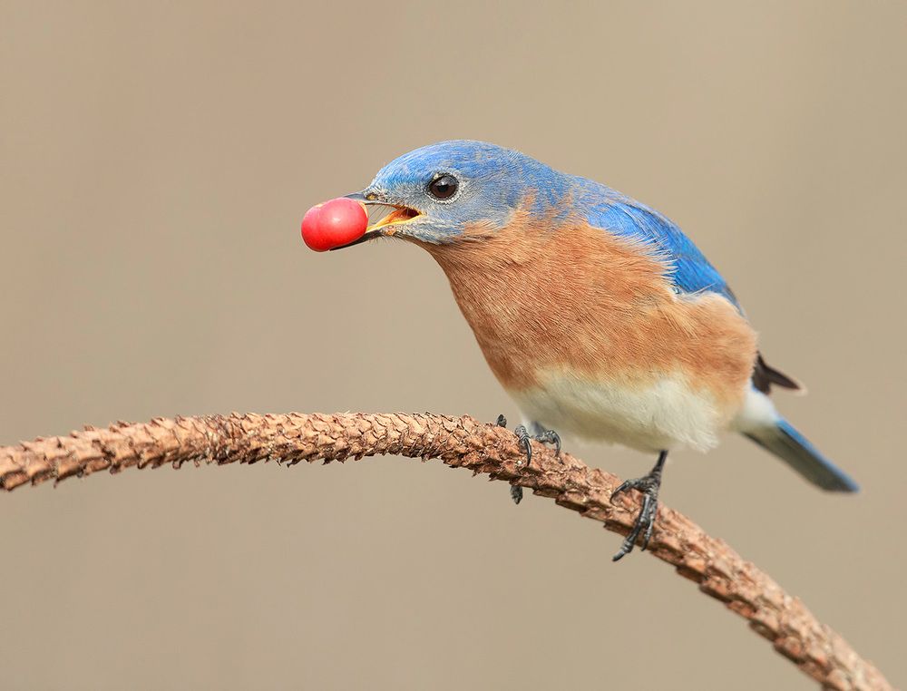 Восточная сиалия c ягодами - Eastern Bluebird