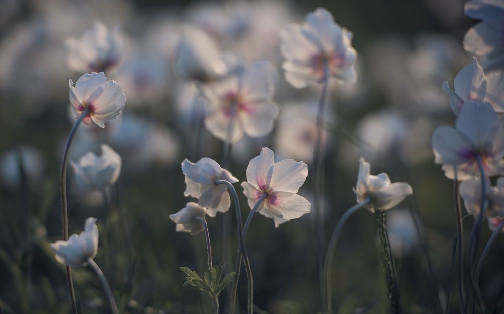 the morning of my favorite flowers