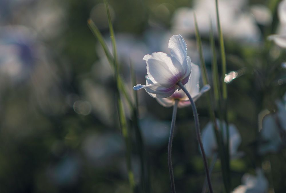 the morning of my favorite flowers