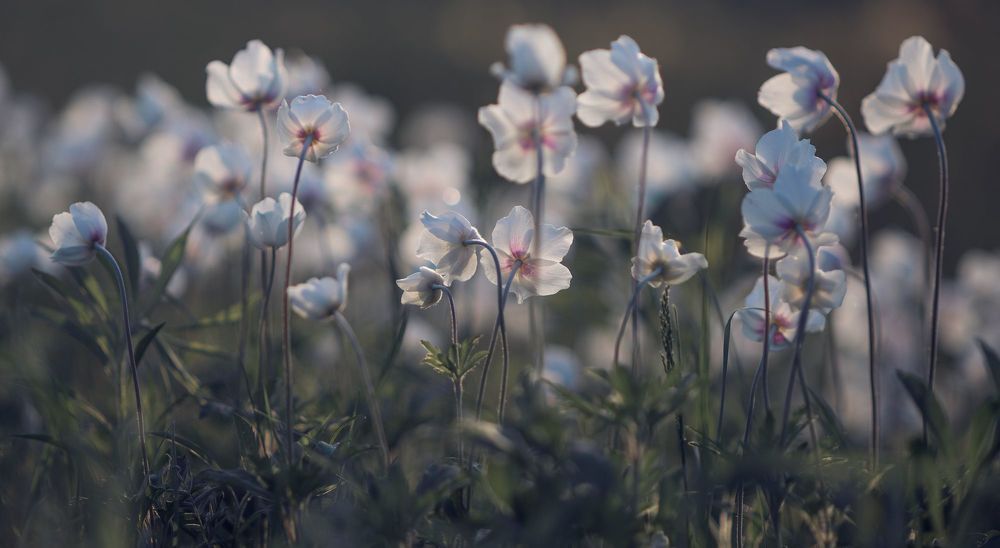the morning of my favorite flowers