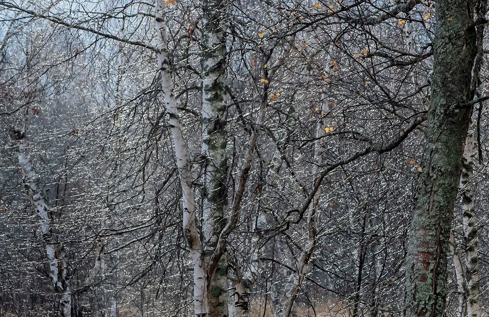 01 Казалось бы, поздняя осень &ndash; не самое живописное время года. Холод, сырость и серость не на шутку пытаются скрыть красоту и заставить нашего брата - фотографа остаться дома. Но красота не умирает, как и желание прикоснуться к ней... ;)