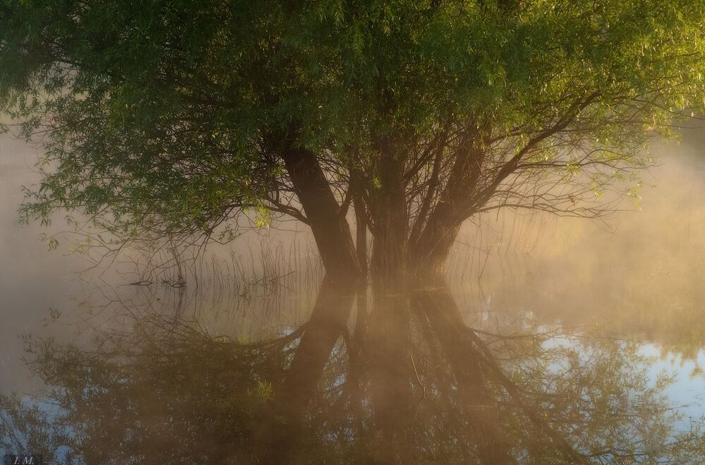 Летнее утро на реке ..