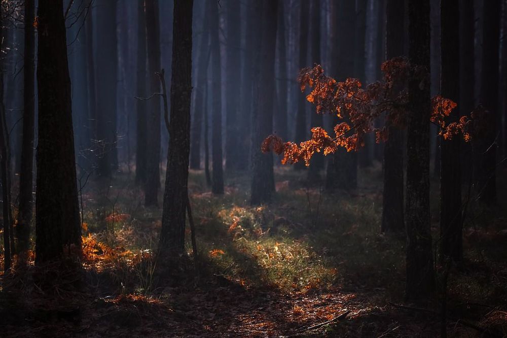 Прощальная краса
