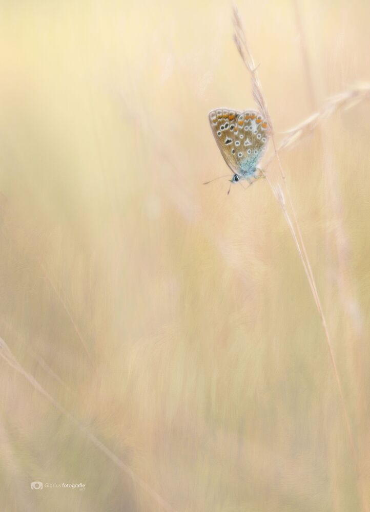 The Earth is Art, the Potographer is only a Witness