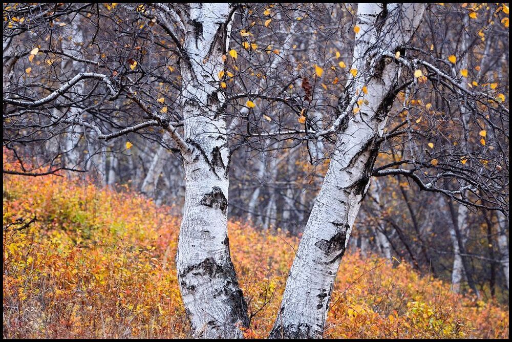 Birch