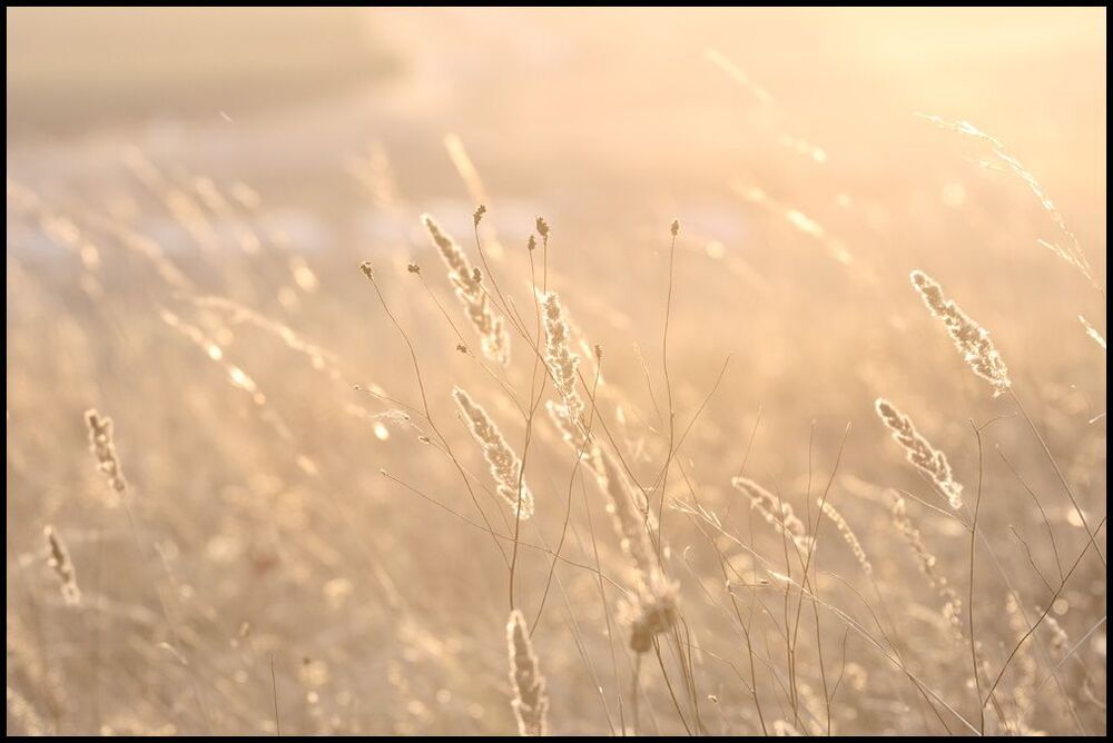 Grass in dusk
