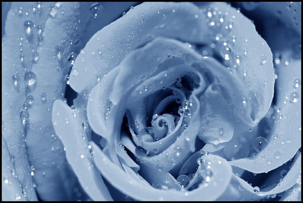 Heart of a rose