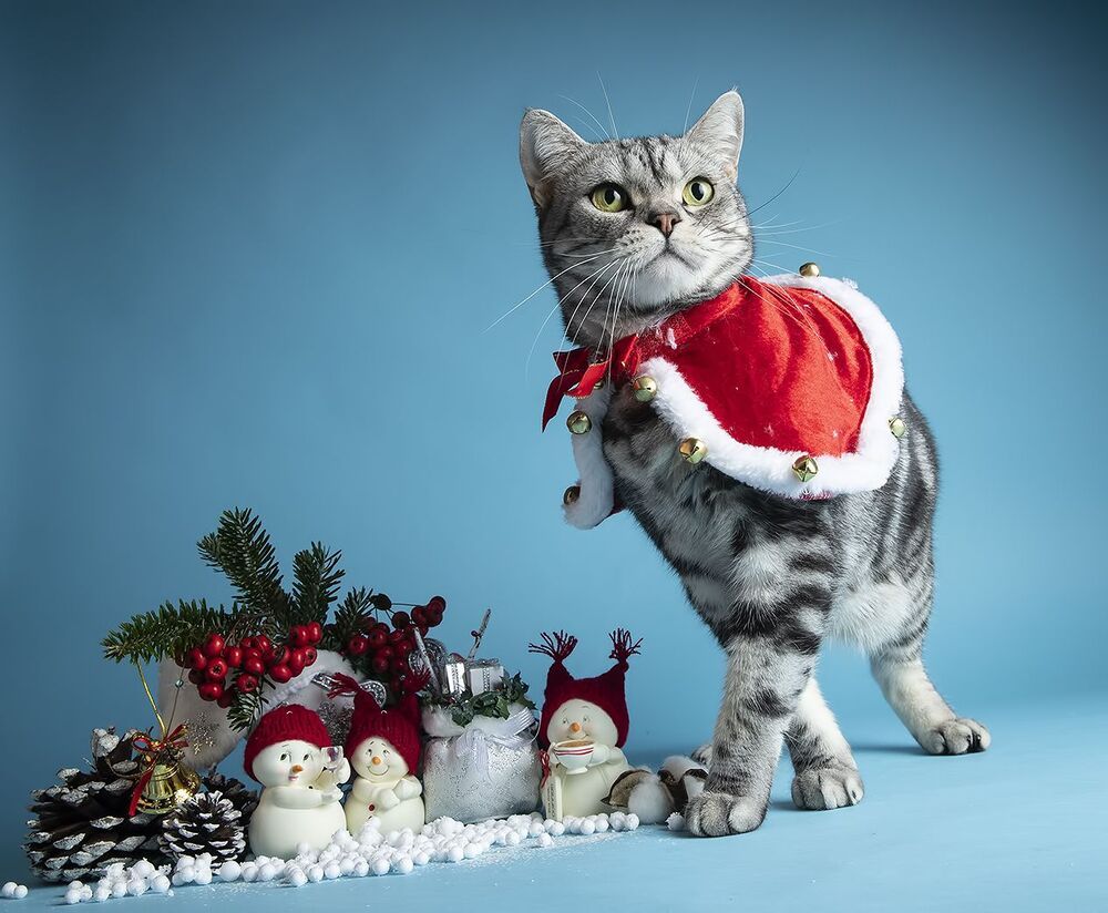 Скоро Новый Год - Наши котики к праздникам!