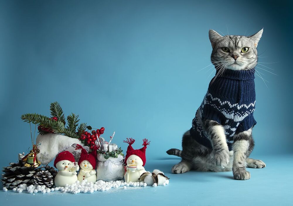 Скоро Новый Год - Наши котики к праздникам!