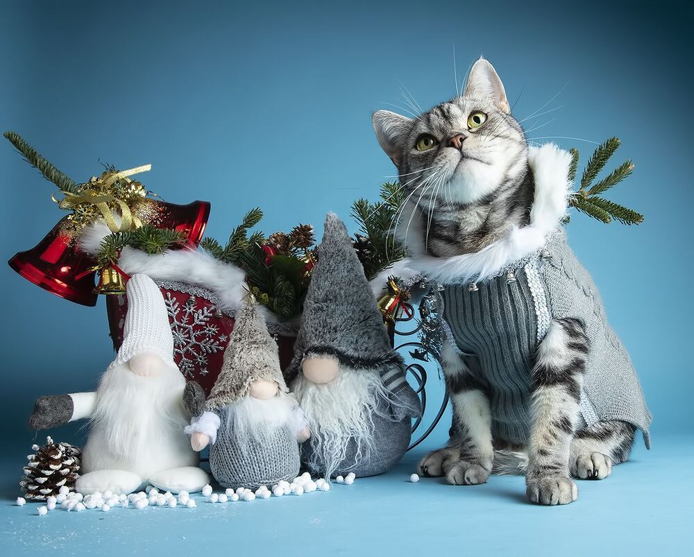 Скоро Новый Год - Наши котики к праздникам!