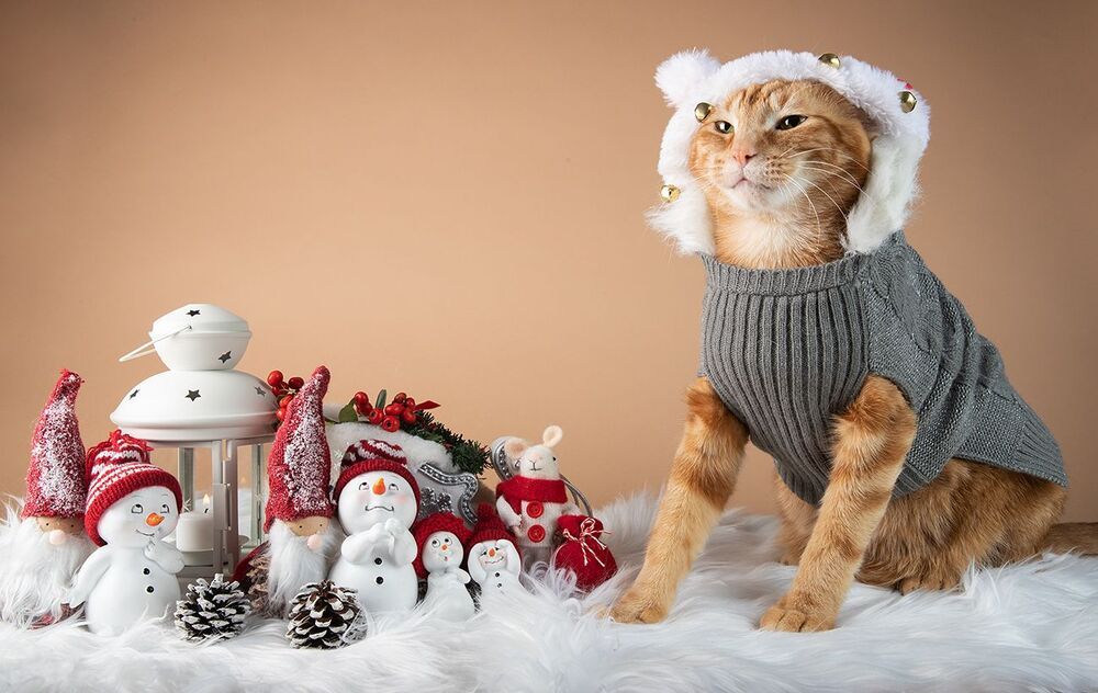 Скоро Новый Год - Наши котики к праздникам!
