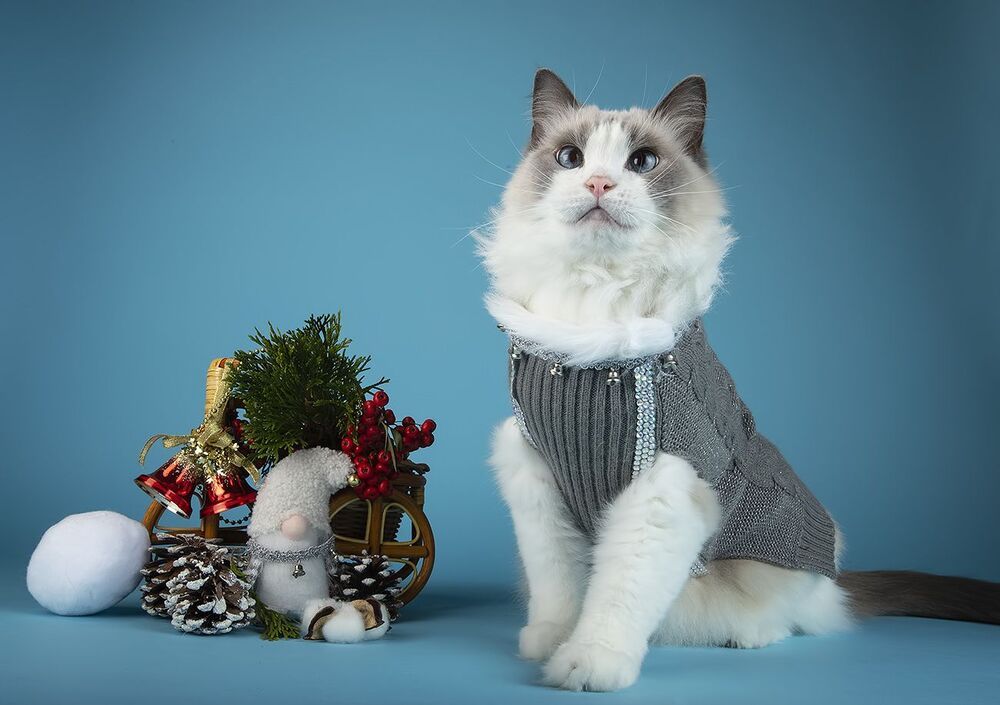 Скоро Новый Год - Наши котики к праздникам!