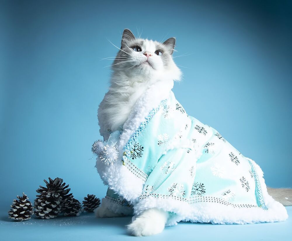 Скоро Новый Год - Наши котики к праздникам!