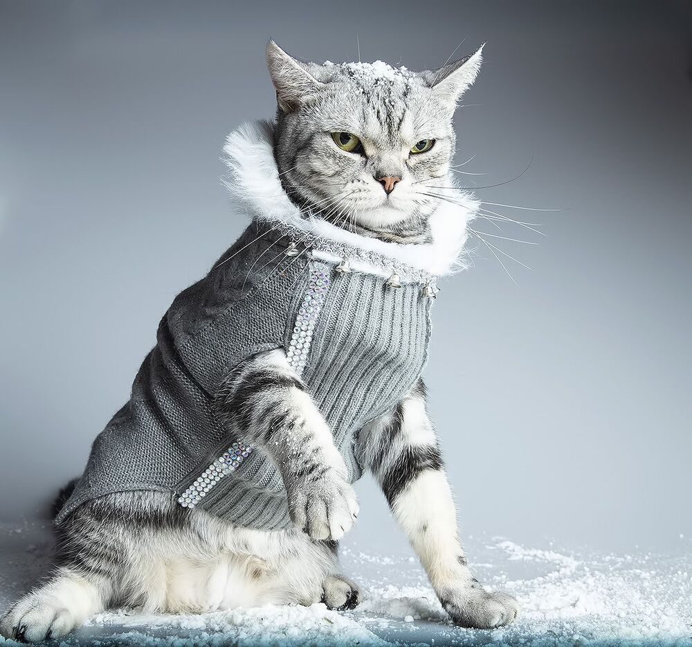 Скоро Новый Год - Наши котики к праздникам!