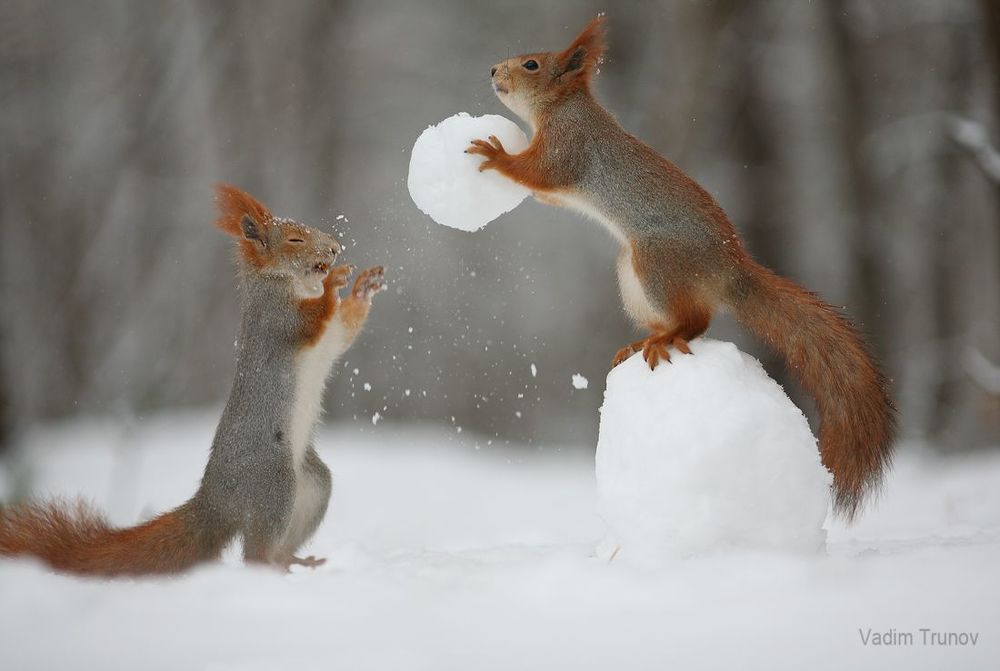 Snowball game