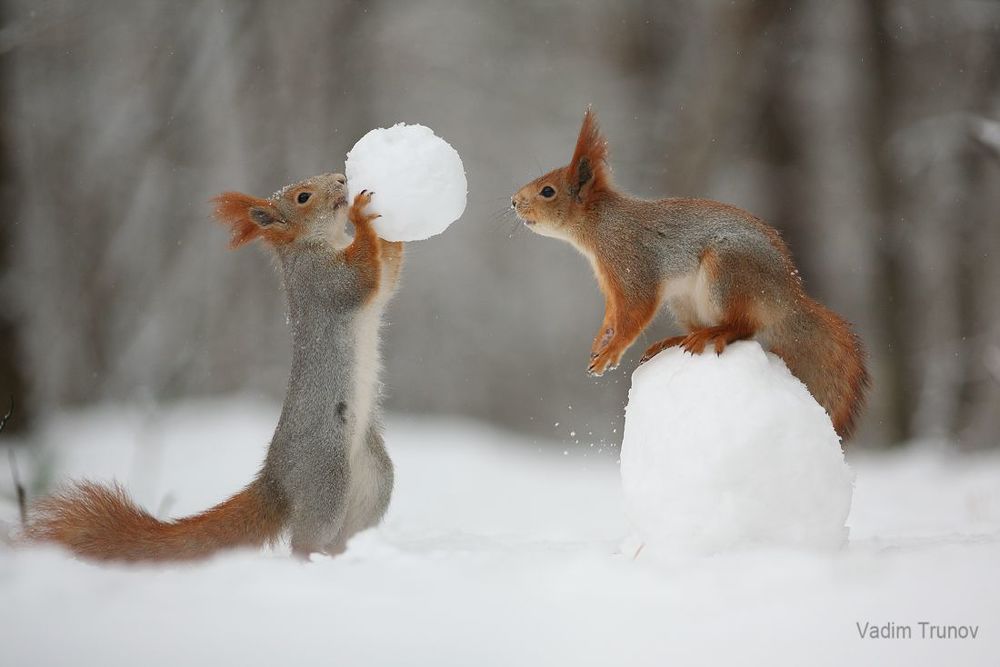 Snowball game