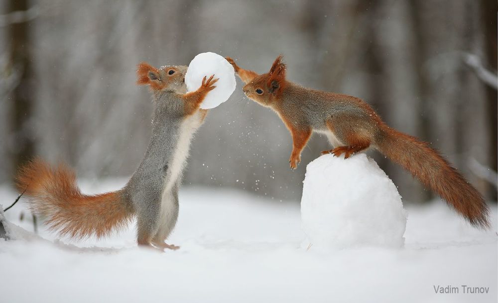 Snowball game