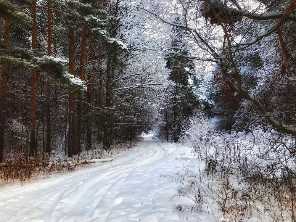 Зимний лес