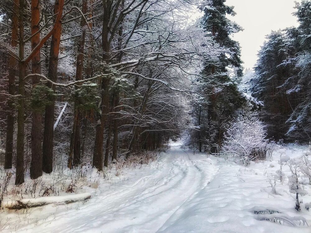 Зимний лес