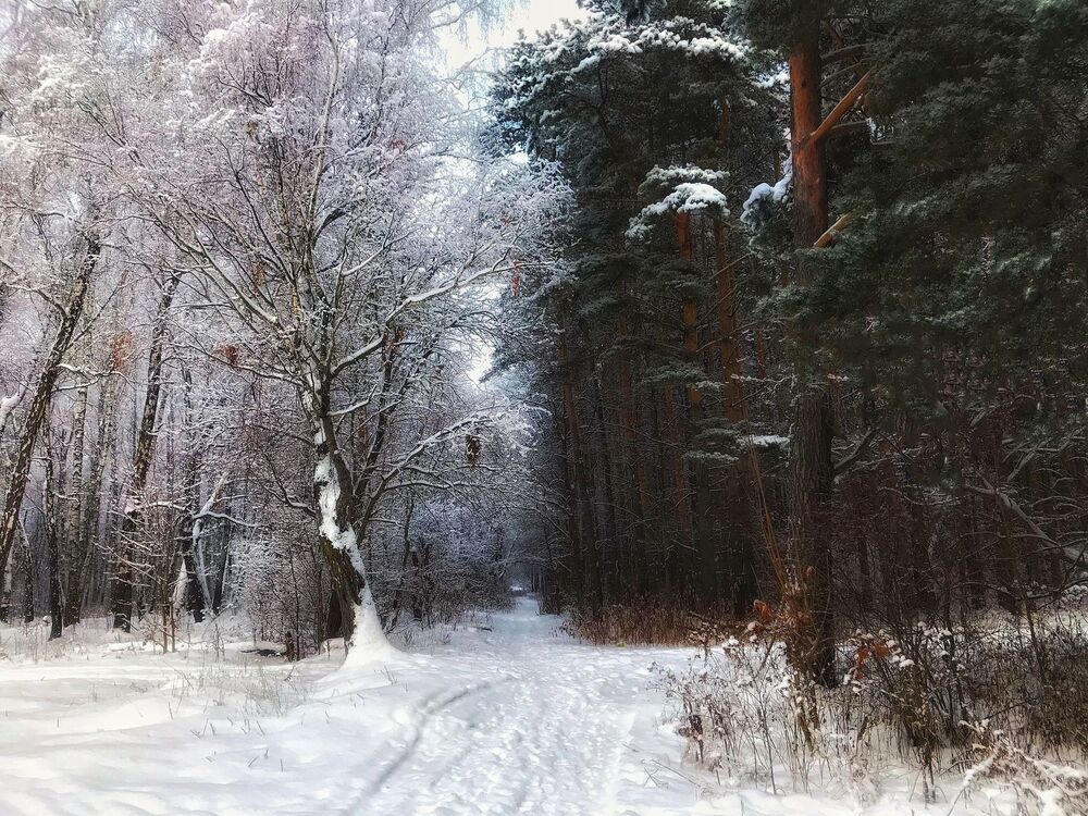 Зимний лес