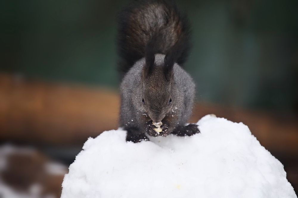 Squirrel