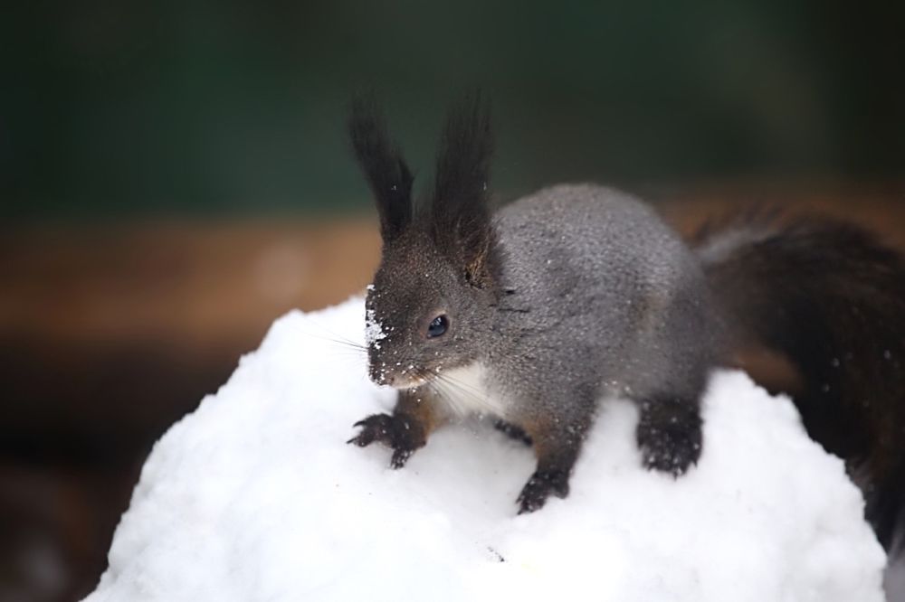 Squirrel