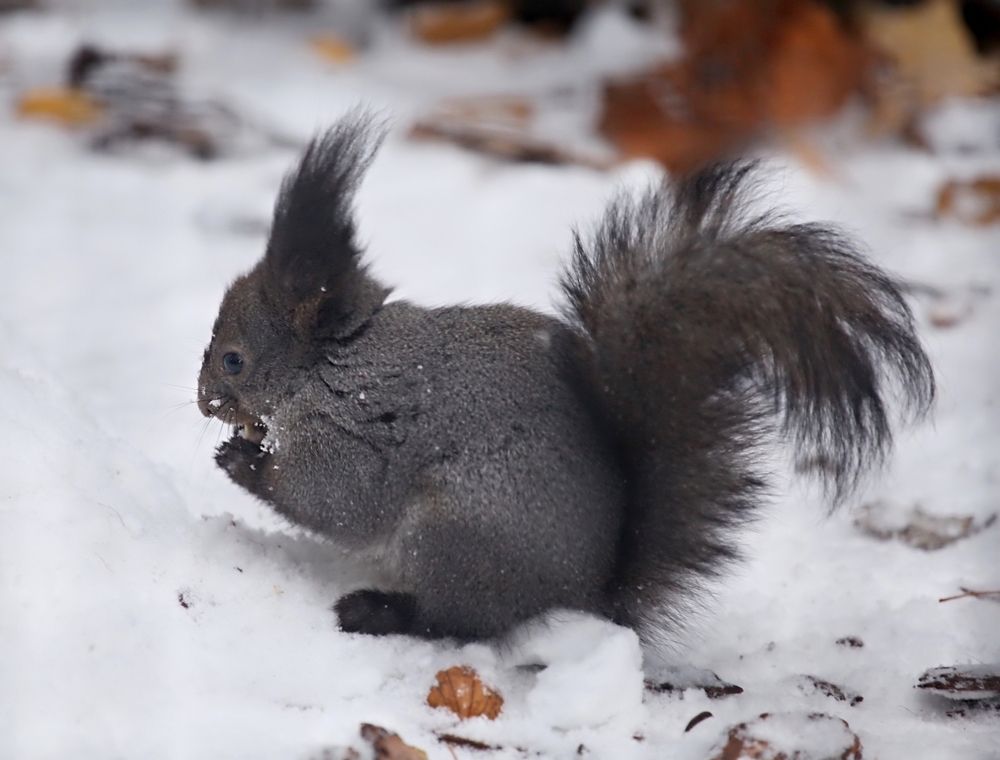 Squirrel