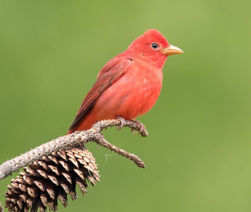 Алая пиранга самец -Summer tanager