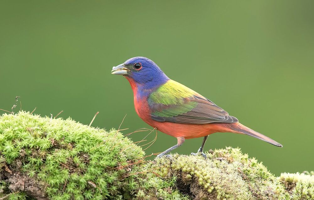 Painted bunting male -Расписной овсянковый кардинал