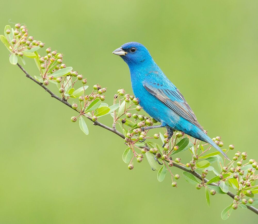 Indigo bunting - Индиговый овсянковый кардинал cамец