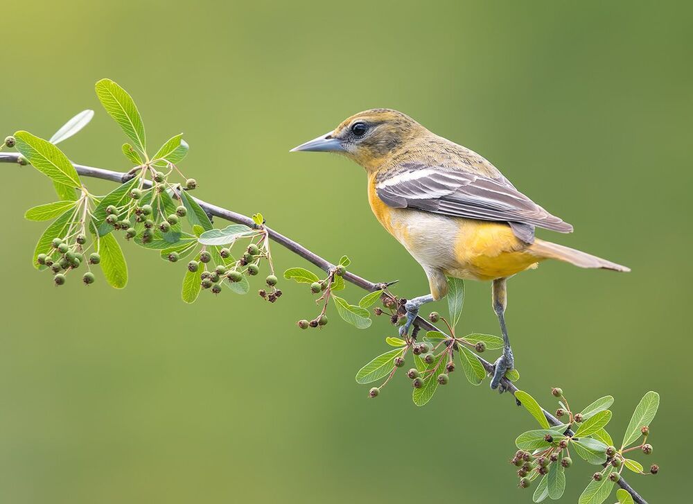 Cамка. Baltimore Oriole