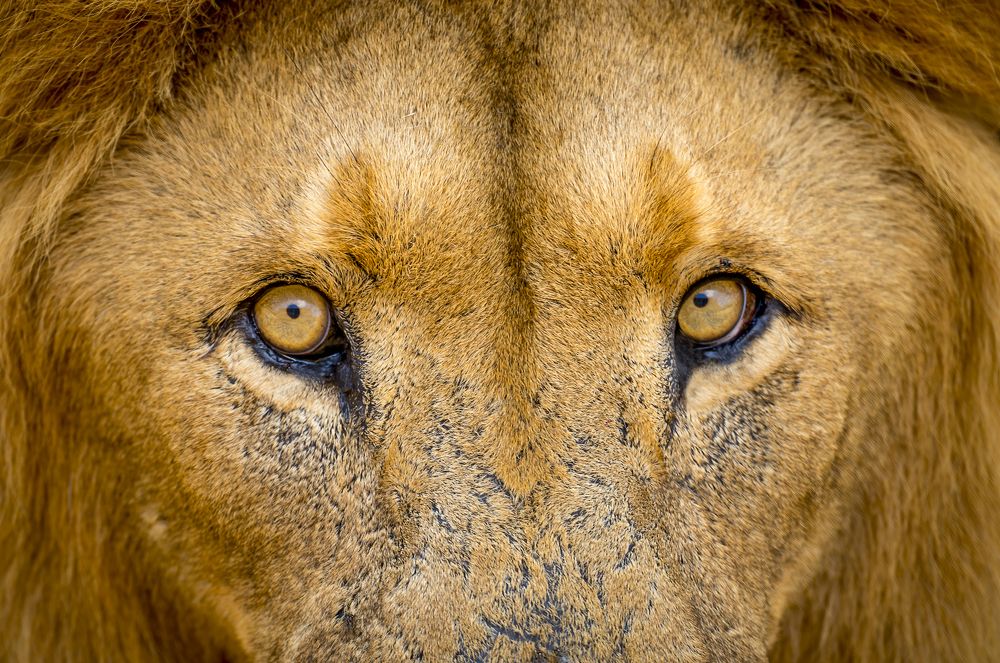 Lion Park