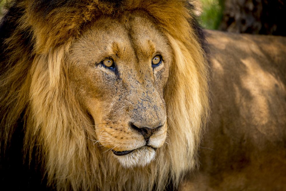 Lion Park