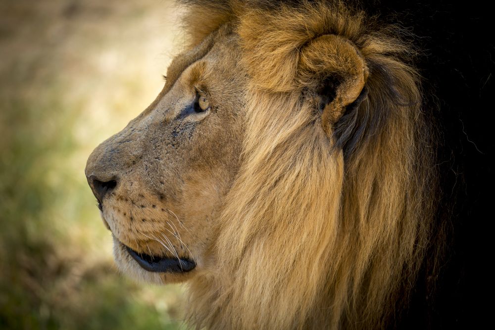 Lion Park