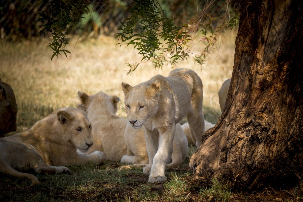 Lion Park