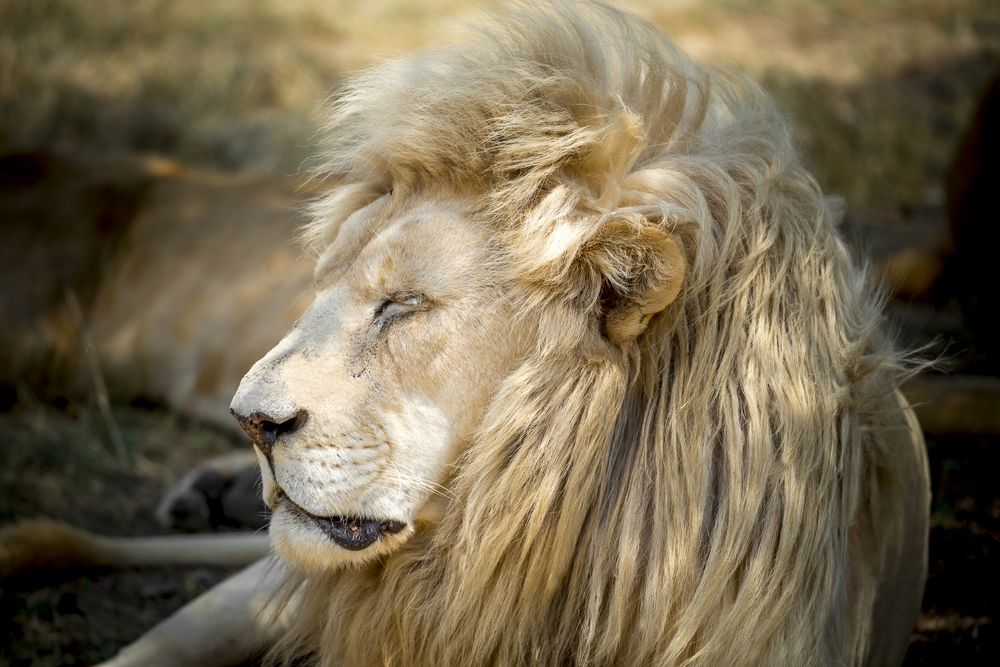Lion Park