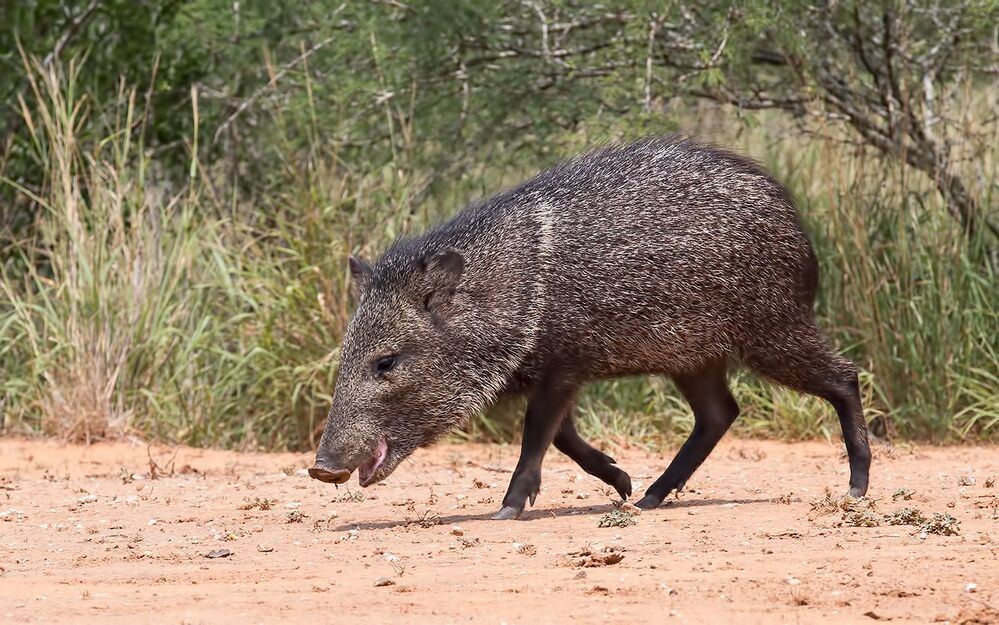 Happy New Year! Javelinas Fight for Corn.